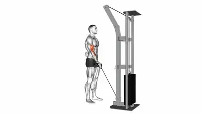 Cable Biceps Curl