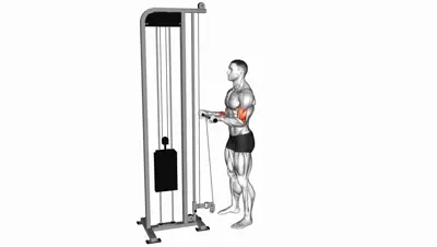 Cable Reverse Curl