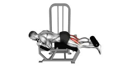 Lying Leg Curl